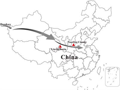 Ancient Mitogenomes Provide New Insights into the Origin and Early Introduction of Chinese Domestic Donkeys